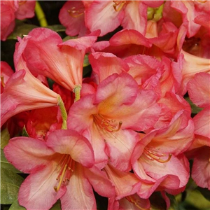 Rhododendron 'Sycophocalix'
